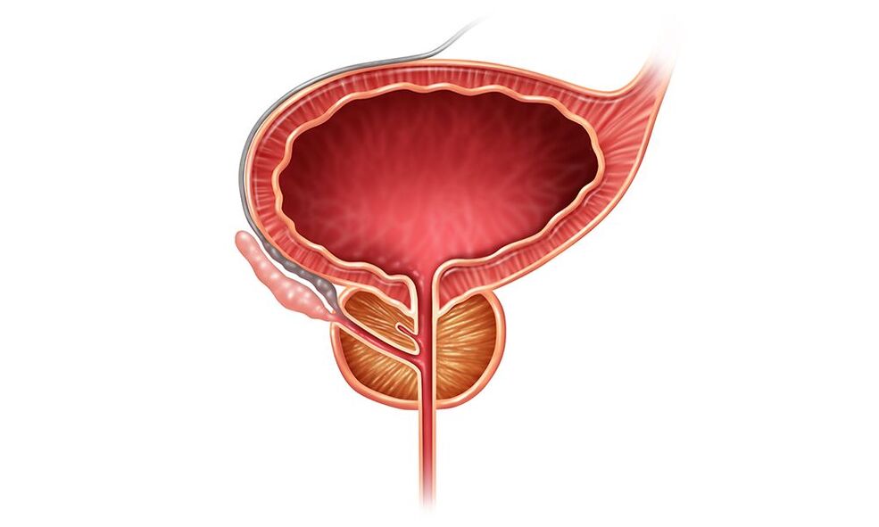 vyrų prostatos vieta